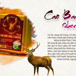 Cao Ban Long Siberia Hỗ Trợ Nâng Tầm Sung Mãnh Phái Mạnh